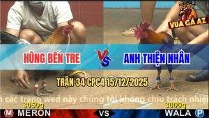 Trận 34 CPC4 15/12/2025 - Điều Cọp Anh Hùng Đá Điều Xanh Bắn Tóc Chạy