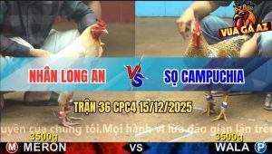 Trận 36 CPC4 15/12/2025 - Úa Anh Nhân Nhấp Nhã Mấy Chân Cú Chạy Bay Bồ