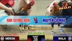 Trận 38 TonHon 10/12/2025 - Anh Nguyên Trọc Bể Phao Câu Gà Cú Hết Đứng