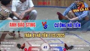 Trận 41 Hà Tiên 7/12/2025 - Gà Bảo Sting Dư 6 Châm Lên 2 Thất Bại