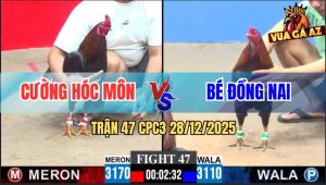 Trận 47 CPC3 28/12/2025 - Gà Anh Cường Siết Gà Điều Anh Bé Chạy Bay Bồ