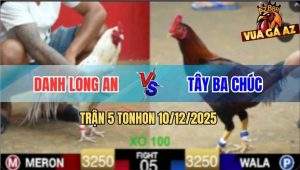 Trận 5 TonHon 10/12/2025 - Điều Cọp Anh Tây Đá Bướm Chân Trắng Gãy Cổ