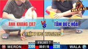 Trận 7 CPC3 7/12/2025 - Xanh Đá Đúng Chân, Hạ Knock-Out Bướm Anh Khang