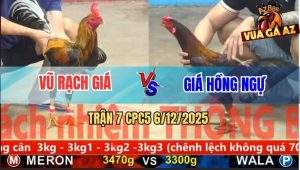 Trận 7 CPC5 6/12/2025 - Que Nghệ Anh Vũ Rạch Giá Đâm Cựa Như Máy Đục