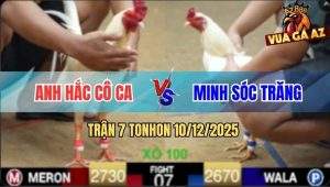 Trận 7 TonHon 10/12/2025 - Gà Anh Hắc 1 Đá Hạ Knock-Out Gà Anh Minh