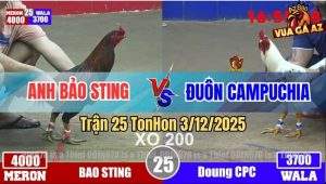 Trận 25 TonHon 3/12/2025 - Điều Cọp Bảo Sting Đá Bướm Đập Cánh Lê Lết