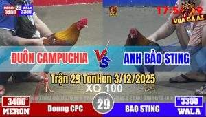 Trận 29 TonHon 3/12/2025 - Xám Điều Anh Đuôn Hạ Điều Cọp Bảo Sting