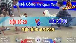 Trận 1 Xà Xía 6/1/2026 - Vô Bảng Bướm Xanh Siết Gãy Cổ Bướm Đỏ