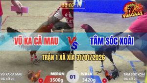 Trận 1 Xà Xía 31/1/2026 - Anh Vũ Ka Khai Màn Hạ Anh Tâm Nhẹ Nhàng