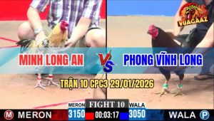Trận 10 CPC3 29/1/2026 - Gà Má Minh Đâm Que Anh Bé Không Sót Chân Nào