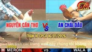 Trận 10 CPC4 16/1/2026 - Gà Bông Lùa Đá Tới Tấp Úa Hoảng Hồn Bay Bồ