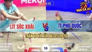 Trận 10 Xà Xía 6/1/2026 - Gà Cú Tử Vong, Úa Ói Đứng Cầm Hơi Lấy Tiền