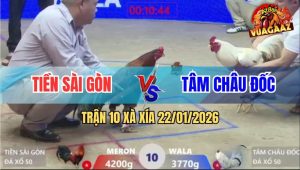 Trận 10 Xà Xía 22/1/2026 - Gà Điều Anh Tiền Ngáo Thuốc Co Giò Chạy