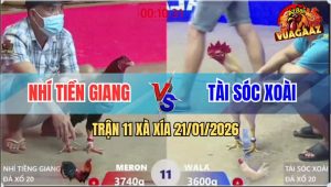 Trận 11 Xà Xía 21/1/2026 - Úa Hiệu Anh Tài Sóc Xoài Đâm Như Phát Xít