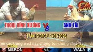 Trận 12 CPC4 12/1/2025 - Cú Cuốn Vô Đâm Bướm Gục Đầu Ngủ Quên Luôn