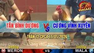 Trận 12 CPC4 17/1/2026 - Camelo Tiễn Gà Điều Lên Đường Sau 3 Hồi Đâu
