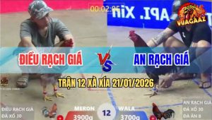 Trận 12 Xà Xía 21/1/2026 - Điều Kém 2 Chấm Chấp Bạc, Đá Gà Xám Bỏ Chạy