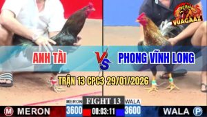 Trận 13 CPC3 29/1/2026 - Gà Que Anh Tài Đá Bại Liệt Gà Cú Anh Bé