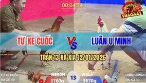 Trận 13 Xà Xía 12/1/2025 - Bướm Hàng Hiệu Đá Gãy Xương Sống Gà Vàng