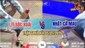 Trận 14 Xà Xía 5/1/2026 - Gà Chuối Anh Lít Hạ Bướm Anh Nhật Nhẹ Nhàng