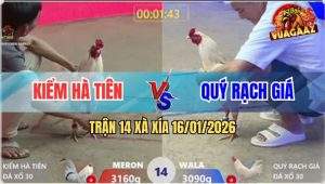 Trận 14 Xà Xía 16/1/2026 - Úa Kẹp Vô Đâm Cặp Ngực Bướm Si Gà Xỉu Đê Mê