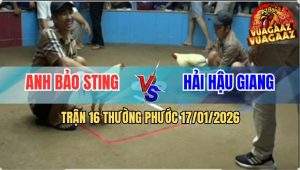 Trận 16 Thường Phước 17/1/2026 - Xanh Có Chân Đá Tắt Điện Gà Bảo Sting