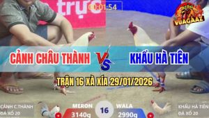 Trận 16 Xà Xía 29/1/2026 - Bướm Anh Kiểm Đá Quá Nhanh Quá Nguy Hiểm