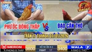 Trận 17 TonHon 7/1/2026 - Gà Que Đá Vàng Tàu Gốc Bự Chạy La Làng