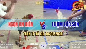 Trận 17 Xà Xía 30/1/2026 - Gà Cú Đá 1 Chân Đưa Bướm Đi Đầu Thai