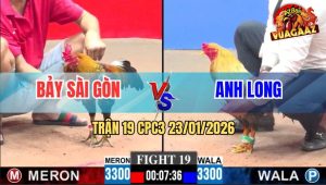 Trận 19 CPC3 23/1/2026 - Gà Cú Anh Long Đá Tăng 1 Điều Bông Tốc Chạy