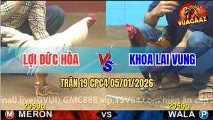 Trận 19 CPC4 5/1/2026 - Gà Điều Anh Khoa Đá Bướm Không Kịp Tha Lơ