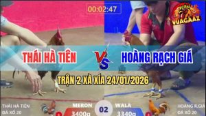 Trận 2 Xà Xía 24/1/2026 - Gà Cú Đâm Xám Vàng Thừa Sống Thiếu Chết