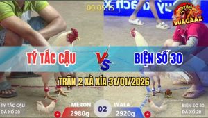 Trận 2 Xà Xía 31/1/2026 - Úa Đỏ Tránh Né Táng Cây Lưng Tiễn Xanh Đi Xa