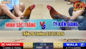 Trận 20 TonHon 7/1/2026 - Hai Con Ăn Miếng Trả Miếng Đến Hơi Cuối Cùng