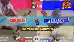 Trận 21 Xà Xía 16/1/2026 - Chuối Chú Nhân Đâm Vàng Bông Trào Máu Họng