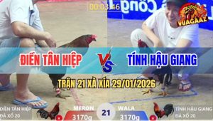 Trận 21 Xà Xía 29/1/2026 - Điều Anh Tính Đâm Gà Que Thủng Như Cái Rổ