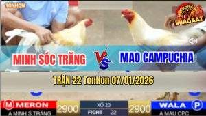 Trận 22 TonHon 7/1/2026 - Úa Anh Mao Đá Camelo Anh Minh Không Kịp Ngáp