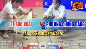 Trận 22 Xà Xía 28/1/2026 - Gà Úa Anh Phương Đâm Úa Mồng Lá Phá Đôi