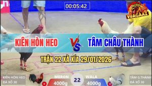 Trận 22 Xà Xía 29/1/2026 - Điều Anh Kiên Đứng Chịu Đòn Ăn Độ Quá Hay