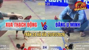 Trận 24 Xà Xía 21/1/2026 - Gà Chuối Gom Phiếu, Đá Đúng 1 Hơi Lượm Bạc