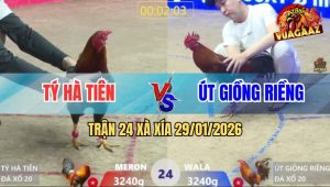 Trận 24 Xà Xía 29/1/2026 - Điều Cọp Anh Tý Đâm gà Vàng Bại Liệt Tứ Chi
