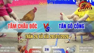 Trận 26 Xà Xía 28/1/2026 - Bướm Anh Tấn Gò Công Đá Bo Như Xe Đụng