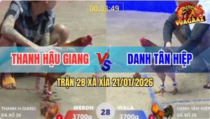 Trận 28 Xà Xía 21/1/2026 - Gà Vàng Tung Đòn Nào Xám Chặn Đứng Chân Đó