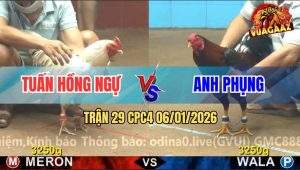 Trận 29 CPC4 6/1/2026 - Điều Trích Anh Phụng Đâm Bướm Nằm Ngửa Bụng
