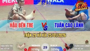 Trận 29 Xà Xía 25/1/2026 - Gà Úa Anh Hậu Bến Tre Đâm Cựa Như Chỉa