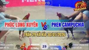 Trận 29 Xà Xía 30/1/2026 - Gà Chuối Đâm Điều Vàng Bò Càng Bò Lếch