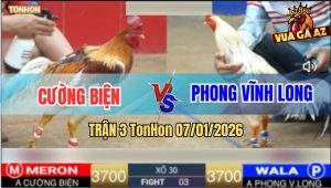 Trận 3 TonHon 7/1/2026 - Camelo Đá Chân Nào Bướm Chặn Chân Đó
