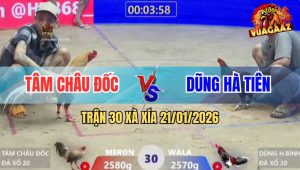 Trận 30 Xà Xía 21/1/2026 - Điều Bông Anh Dũng Đá Gà Cú Té Lên Té Xuống