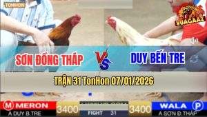 Trận 31 TonHon 7/1/2026 - Gà Điều Anh Sơn Đồng Tháp Đá Như Búa Đập