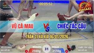 Trận 31 Xà Xía 16/1/2026 - Bướm Đâm Điều Xanh Lìa Giò Trong 1 Nốt Nhạc